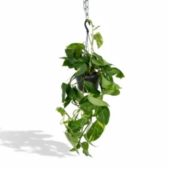Epipremnum Aureum Scindapsus - H25cm, ø15cm - Plante D'intérieur Tombante