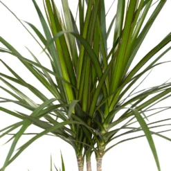 Dracaena Marginata - H70cm, ø17cm - Grande Plante D'intérieur -Jardin Harmonie Soldes Boutique ff91d63cf255b5d5